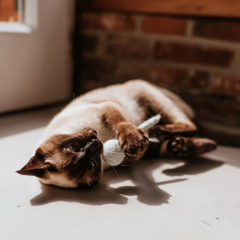 Katzenspielzeug Bombs