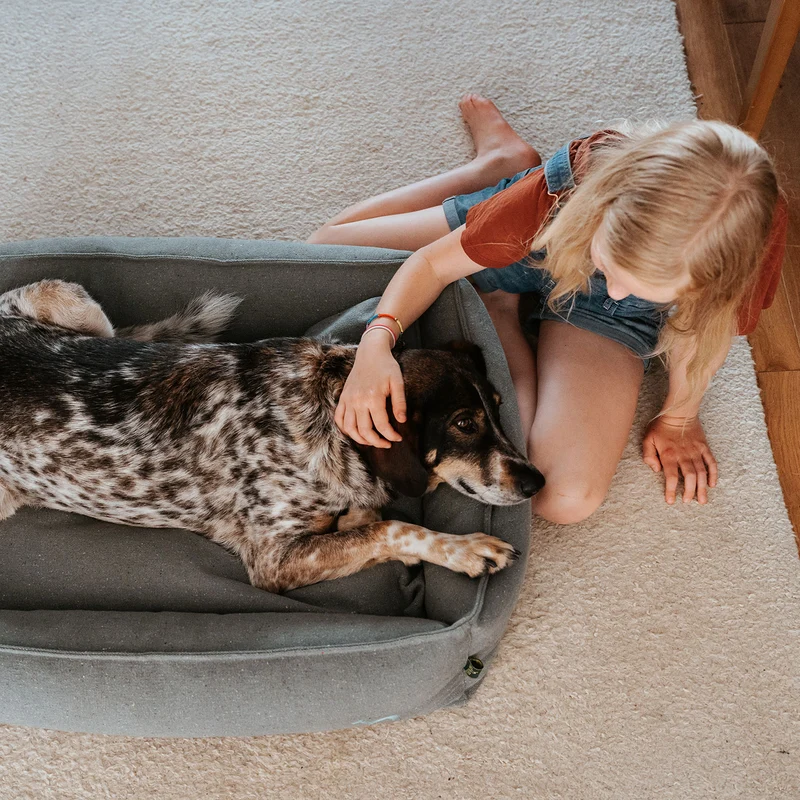 Recycling Hundesofa Belluno