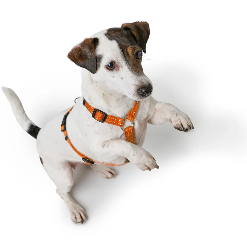 Geschirr Tripoli