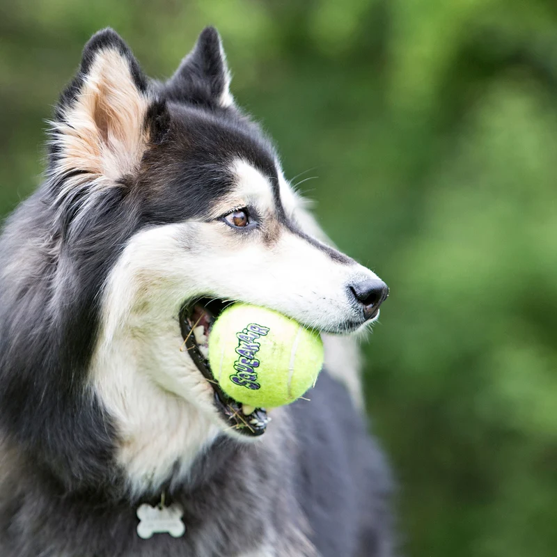 Hundespielzeug KONG® Squeakair® Ball mit Tau