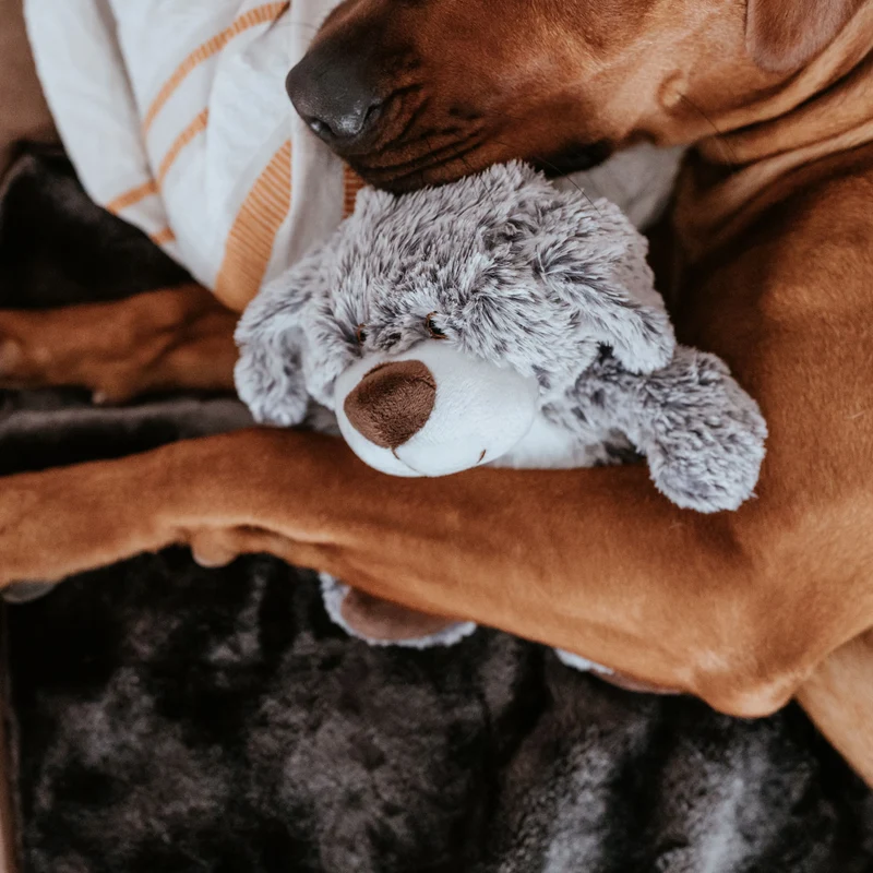 Hundespielzeug Faro