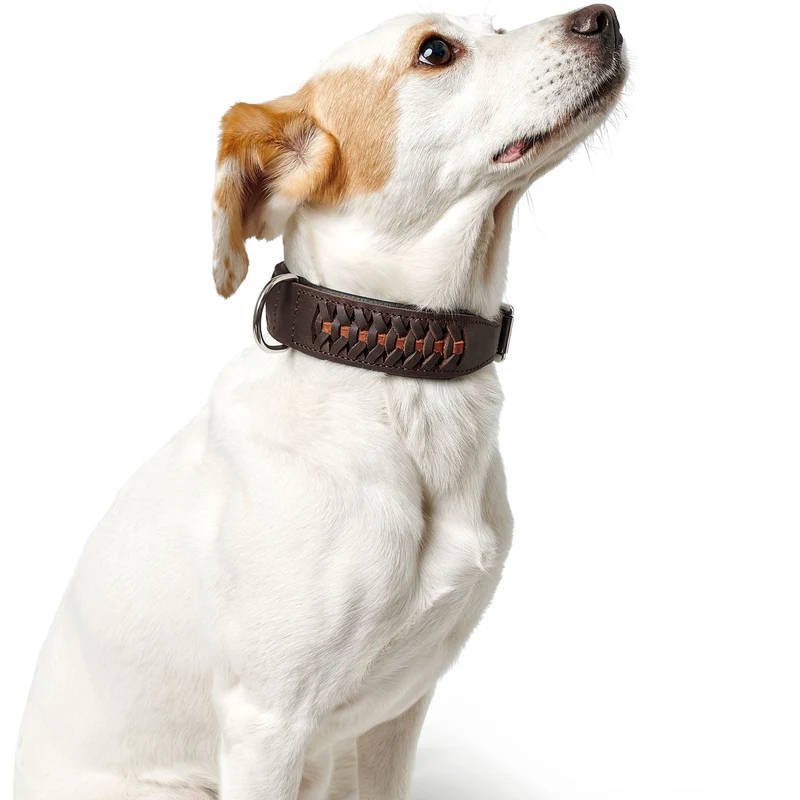 Halsband Solid Education Exclusive