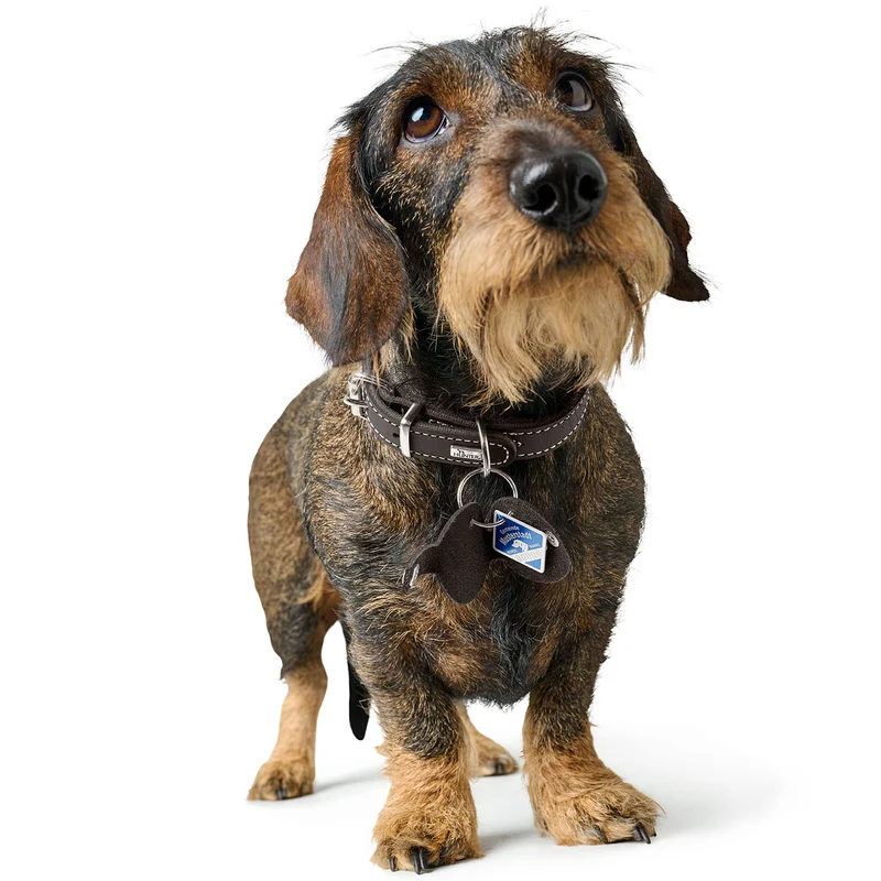 Anhänger Hundemarken-Etui Aalborg