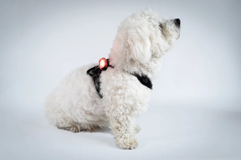 SWITCH Pet