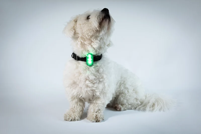 SWITCH Pet