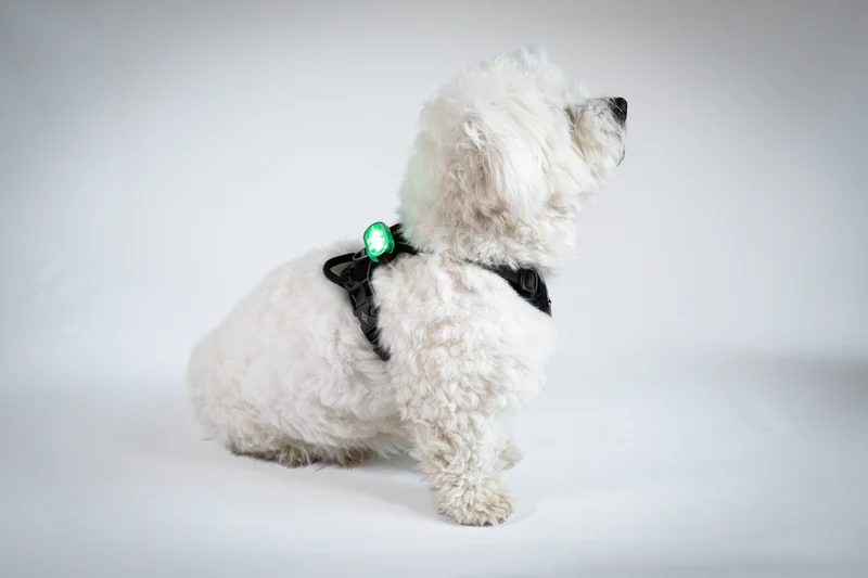 SWITCH Pet
