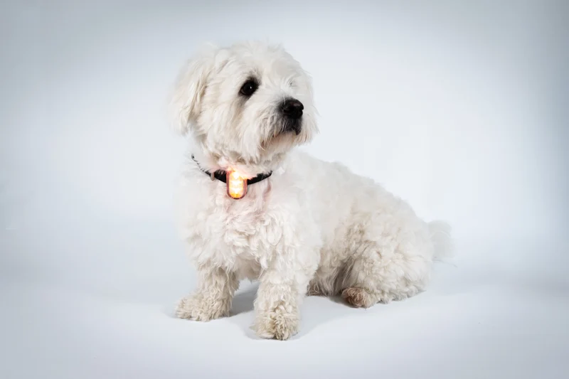 SWITCH Pet