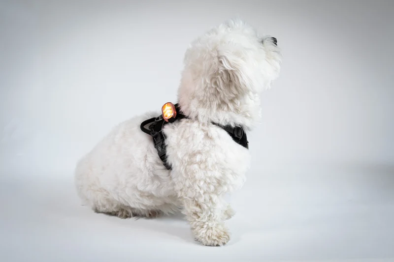 SWITCH Pet