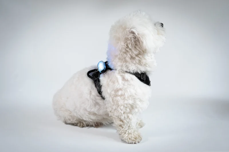 SWITCH Pet