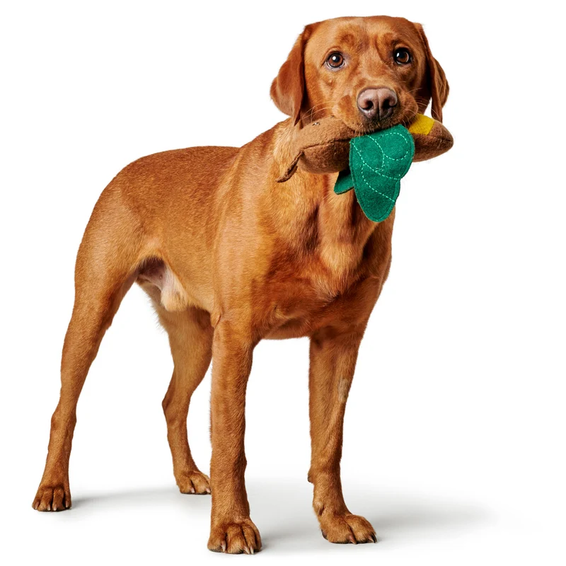 Hundespielzeug Florenz