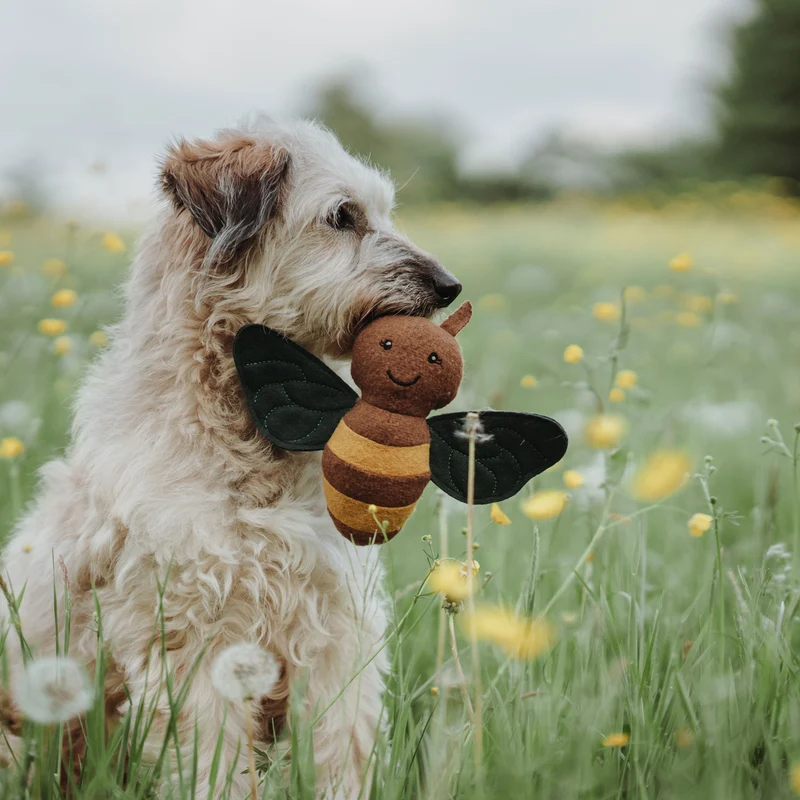 Hundespielzeug Florenz