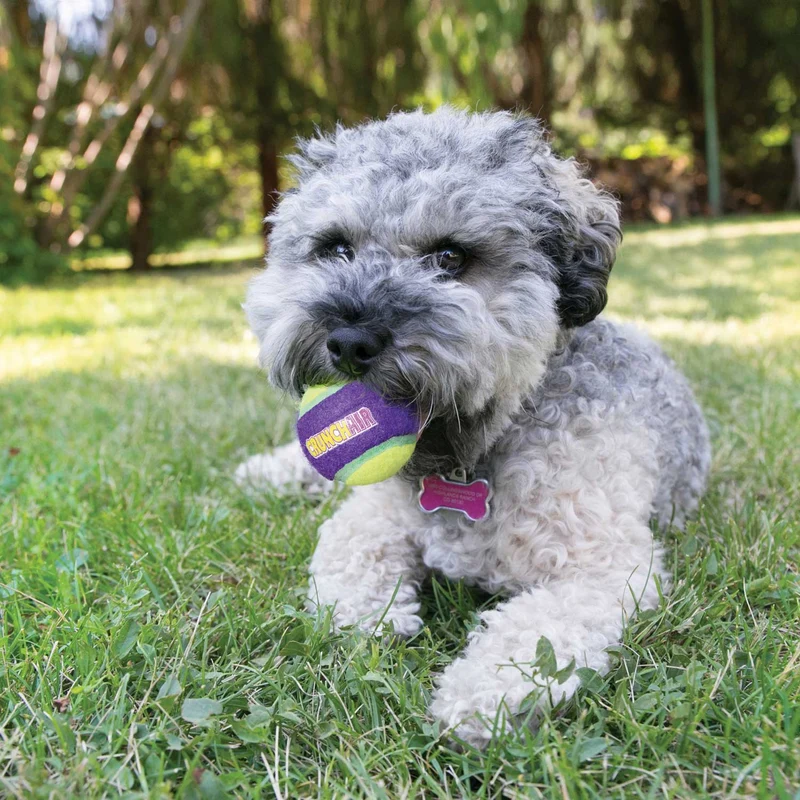 Hundespielzeug KONG® CrunchAir™ Balls