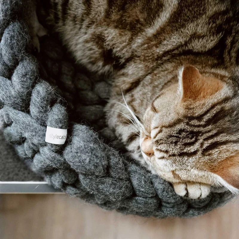 Katzenbett Boogie