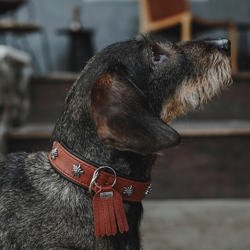 Halsband München