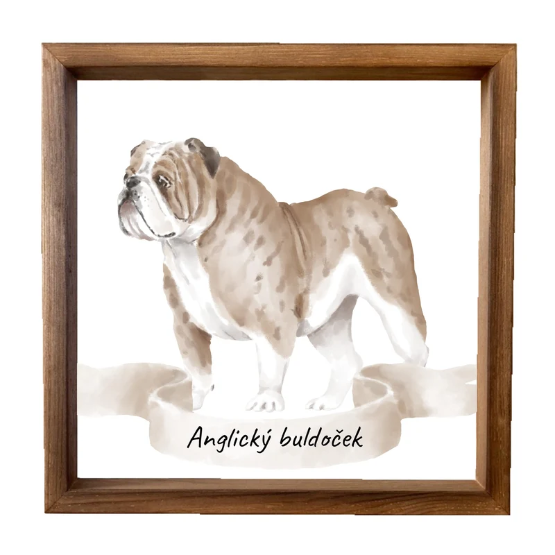 Dřevěný obraz 33x33cm - Anglický buldoček