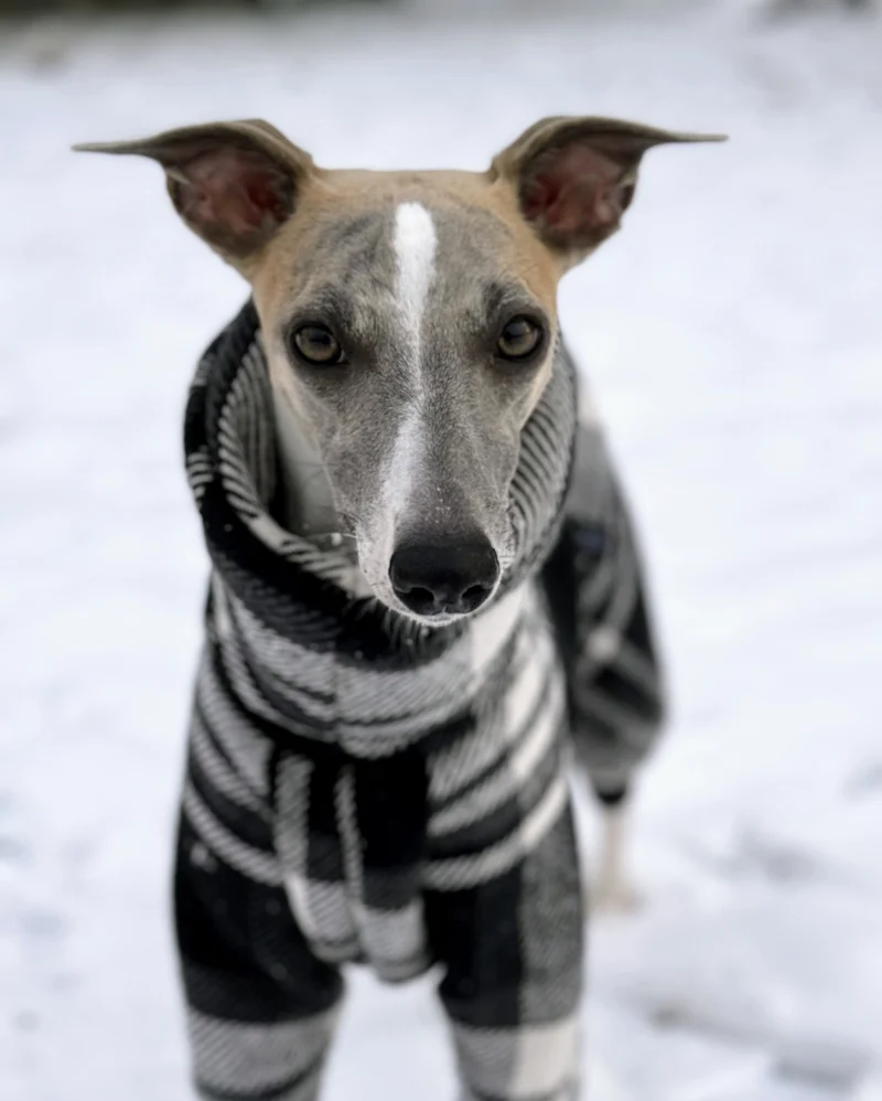 Gefütterter Winter Overall mit Wollanteil für Hunde mit Breiter Brust und Schmaler Taille