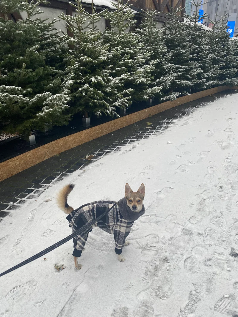Gefütterter Winter Overall mit Wollanteil für Hunde mit Breiter Brust und Schmaler Taille