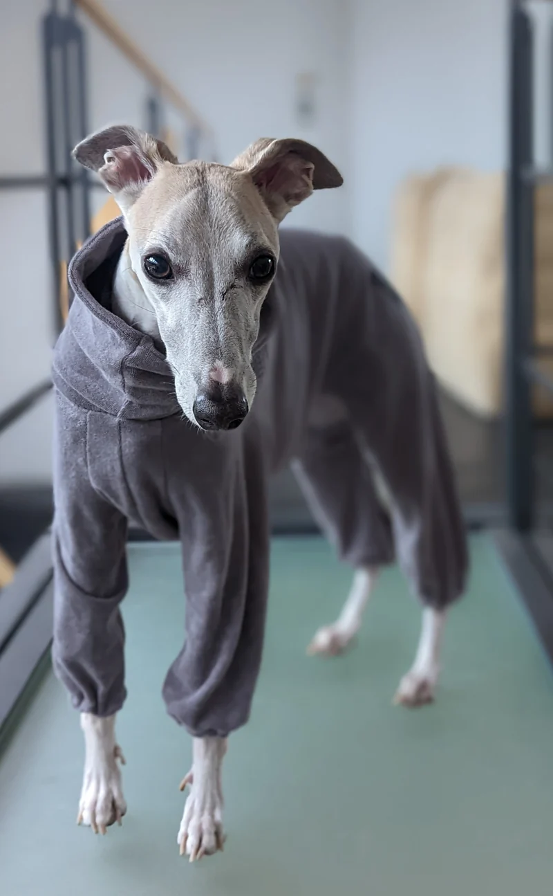 Bademantel Frottee Windhunde Ridgeback Overall in grau zum Aufwärmen