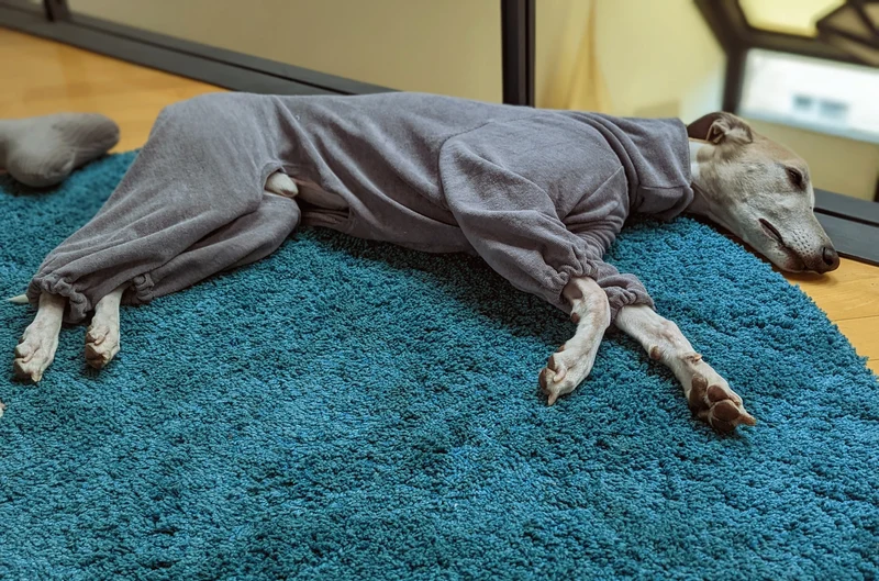 Bademantel Frottee Windhunde Ridgeback Overall in grau zum Aufwärmen